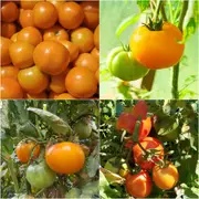 Tomato - Jaune Flamme seeds