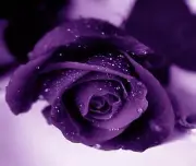 PURPLE ROSE COMPUTER MOUSE PAD 9.25 X 7.75 FABRIC TOP / RUBBER BACKED