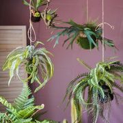掬涵 蕨類植物吊球 仿真垂吊綠植 波士頓蕨鹿角蕨壁掛擺件裝飾