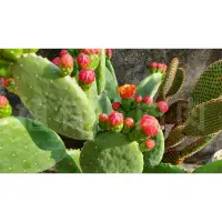 在飛比找蝦皮購物優惠-🪴紅花團扇Opuntia elatior 裸根&4吋黑盆栽 