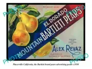 OLD POSTCARD SIZE PHOTO OF PLACERVILLE CALIFORNIA BARTLETT PEARS POSTER c1930