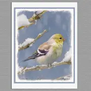 6 American Goldfinch in Winter Wild Bird Blank Art Note Greeting Cards