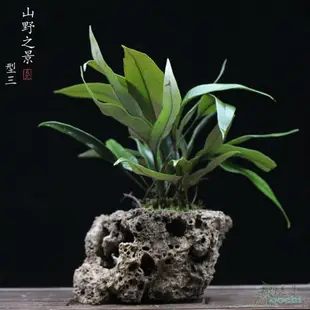 山野雅居狼尾蕨類菖蒲苔蘚盆景吸水石成品喜陰易養室內綠植送托盤