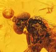Amazing Eye Facets! Dolichopodidae (Fly) +Ant, Fossil Inclusion in Baltic Amber