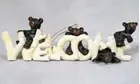 Small Whimsical Bear with Birch “Welcome” Ornament Figurine Indoor Home Decor