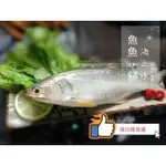 魚魚小舖 檢驗合格 午仔魚 薄鹽午仔一夜干