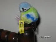Steiff Original Woolen Bird 7114/08 Blue Tit 1968 710