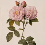 🇫🇷AD 3%大馬士革奧圖玫瑰精油 ROSA DAMASCENA P. MILLER 草本植物純精油  芳療級-