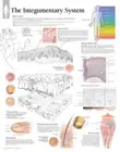 Integumentary System Laminated Poster by Scientific Publishing [Blank book]