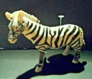 NEW/UNUSED HARD PLASTIC BLACK AND WHITE STRIPED PATTERN ZEBRA TOY(102719)