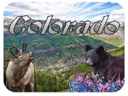 Colorado with Black Bear and Elk Fridge Magnet