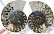 Large Black Ammonite PAIR Crystals 110myo Dino age FOSSIL XXL 180mm 7.1" 9526cc
