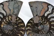 Large Black Ammonite PAIR Great Crystals 110myo FOSSIL XXL 136mm 5.4" 9350aa