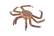CollectA - King Crab Animal Figurine