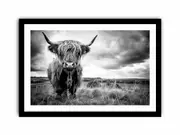 Stormy The Highland Cow Canvas Painting