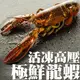 南海豐【活凍高壓極鮮龍蝦】海上先生嚴選活凍鮮甜，肉質甜美蝦敖肥海鮮美食★一袋女王節目推薦送保冷袋★頂級海鮮團購宅配