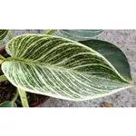 玫森 鉑金蔓綠絨 3吋盆 觀葉植物