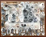 85 Natural Oyster Clam Shell pearlescent frag beach seashell jewelry craft USA