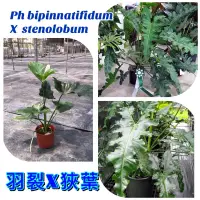 在飛比找蝦皮購物優惠-綠之源-羽裂X狹葉 交種 蔓綠絨 觀葉植物 雨林植物 狹葉蔓