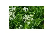 ANISE / Aniseed / licorice herb seeds