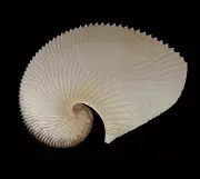 Seashells Argonauta argo 209.4mm. GINAT ,RARE SIZE
