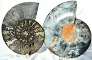 Large Black Cut Split Ammonite Pair 212mm 110myo Dino age FOSSIL 8.5" n2524ee