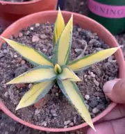 Rare liveSucculent Plant Agave 'burnt burgundy' Variegated Random Boutique