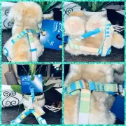 Youly Step In Dog Harness Small Chest 14-24 Inches "the Champion " Brand New