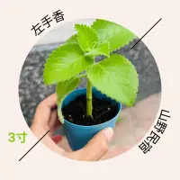 在飛比找蝦皮購物優惠-左手香｜香草植物3寸盆