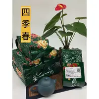 在飛比找蝦皮購物優惠-四季春茶 (松柏嶺茶區) 台灣高山茶 茶葉