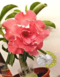 在飛比找Yahoo!奇摩拍賣優惠-[山茶花] 新品種複瓣沙漠玫瑰 ５寸盆 多年生觀賞花卉盆栽 