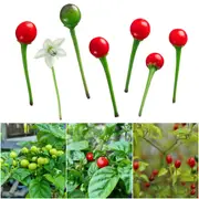 Chilli - Tepin seeds