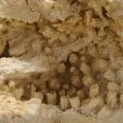 CORAL FOSSIL Stylina subornata - Upper Jurassic - Wierzbica quarry- POLAND 1G3
