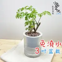 在飛比找蝦皮商城優惠-【小品文化】羽葉福祿桐【現貨】3吋條紋圓免澆水盆栽 懶人盆栽