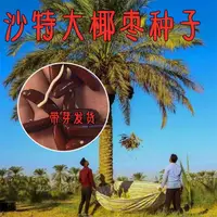 在飛比找蝦皮購物優惠-現貨、種子 沙特大椰棗種子苗帶芽發貨水果棗子加納利海棗樹陽臺