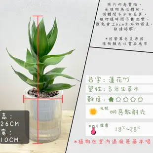 【小品文化】蓮花竹【現貨】3吋條紋圓免澆水盆栽 懶人盆栽 觀葉植物 室內植物 自動吸水 創意花盆 居家辦公盆花