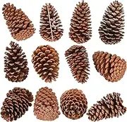 Huwena 12 Pcs PineCones Large Natural Unscented Pine Cones Bulk Rustic Christmas Tree Ornaments Decorative No Chemicals for Crafts DIY Wreath Home Wedding Decoration (3-4 Inches)