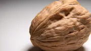 Buy English Walnut Nut Trees in Australia (Juglans regia)
