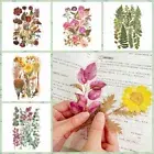 12pcs Nature Botanical Stickers PET Scrapbook Stickers Scrapbooking