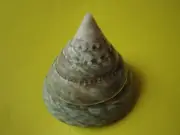 Sea Shell Seashells 2.3" Polished Green Trochus Shell