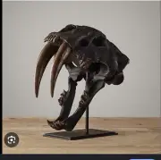 Restoration Hardware Saber-Tooth Tiger Skull Cast Resin