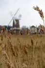 Wheat Grasses Await Approaching Combine At Harvest Wall Art Home - POSTER 20x30