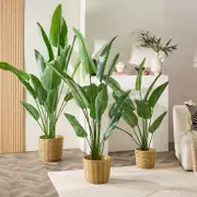Tropical Bird of Paradise Plant [MUSHTROBPW25]