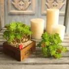 For Home Fake Landscape Artificial Plant Succulents Fake Flower Land Lotus