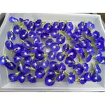 手工 天然日曬 乾燥 蝶豆花（單瓣） 紫藍色 1公克2元