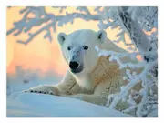 Cute Polar Bear Canvas Print