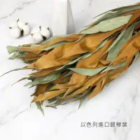 在飛比找松果購物優惠-以色列進口乾燥銀樺葉 雙面葉材 乾燥花 不凋花 捧花花束 店