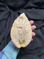 Texas Fossil Clam, Rarely Offered SHOE CLAM pholadomyidae Sp! Grayson Fm!