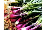 SPRING ONION 'Red Beard' seeds - Standard Packet (see description for seed quantity)