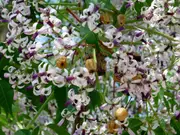 Buy White Cedar Trees in Australia (Melia azedarach)